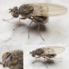 Philygria flavipes